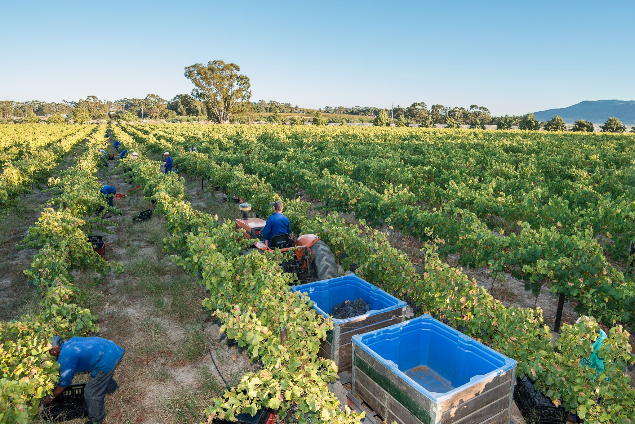 Harvest at Lavo Wines Farm, Wellington